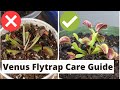 Caring for Venus Flytraps