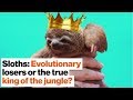 Sloth Behavior and Adaptations
