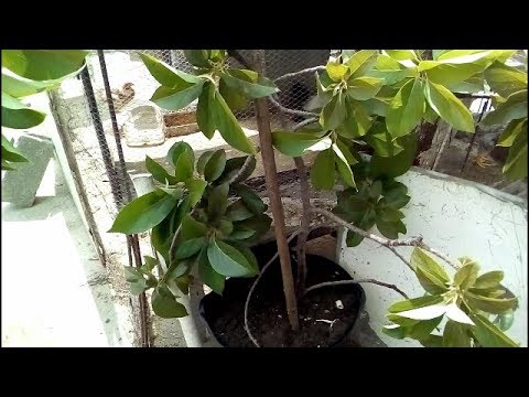 YA NO ESPERES AÑOS PARA QUE TU AGUACATE DE FRUTOS?  (AVOCADO CLONING)