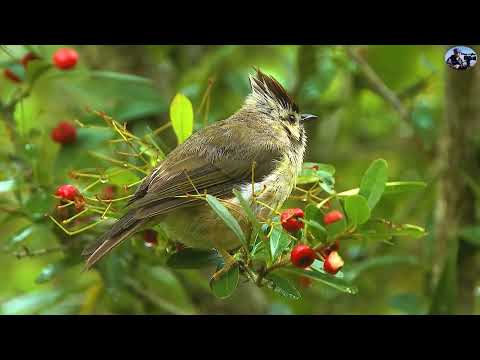 2022最新台灣特有32種野鳥(2022 Endemic Species Birds of Taiwan) - YouTube(40:28)