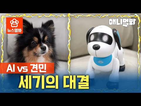 (찐)견민의 자리를 위협하는 (로봇)견민의 반란ㅎㄷㄷ | SBS뉴스멀봐 (2024.12.20) Robot Dogizens Threaten Real Dogizen's Place