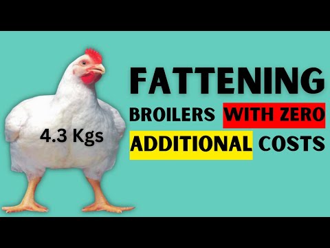 BEST ORGANIC LEAST COST PROGRAMME FOR FATTENING BROILERS