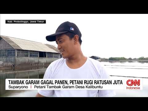 Tambak Garam Gagal Panen, Petani Rugi Ratusan Juta