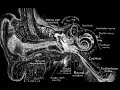 Hearing and Sound Wave Concepts