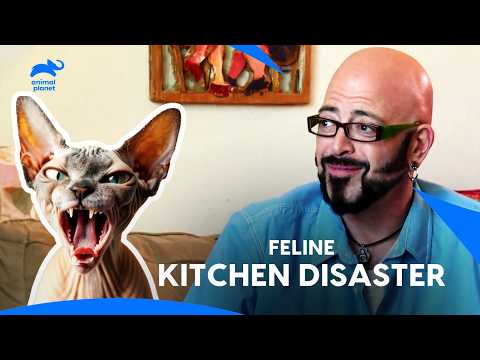 Hairless Havoc Cat: Owner's Kitchen is Playground For Sphynx Cat | My Cat From Hell | Animal Planet