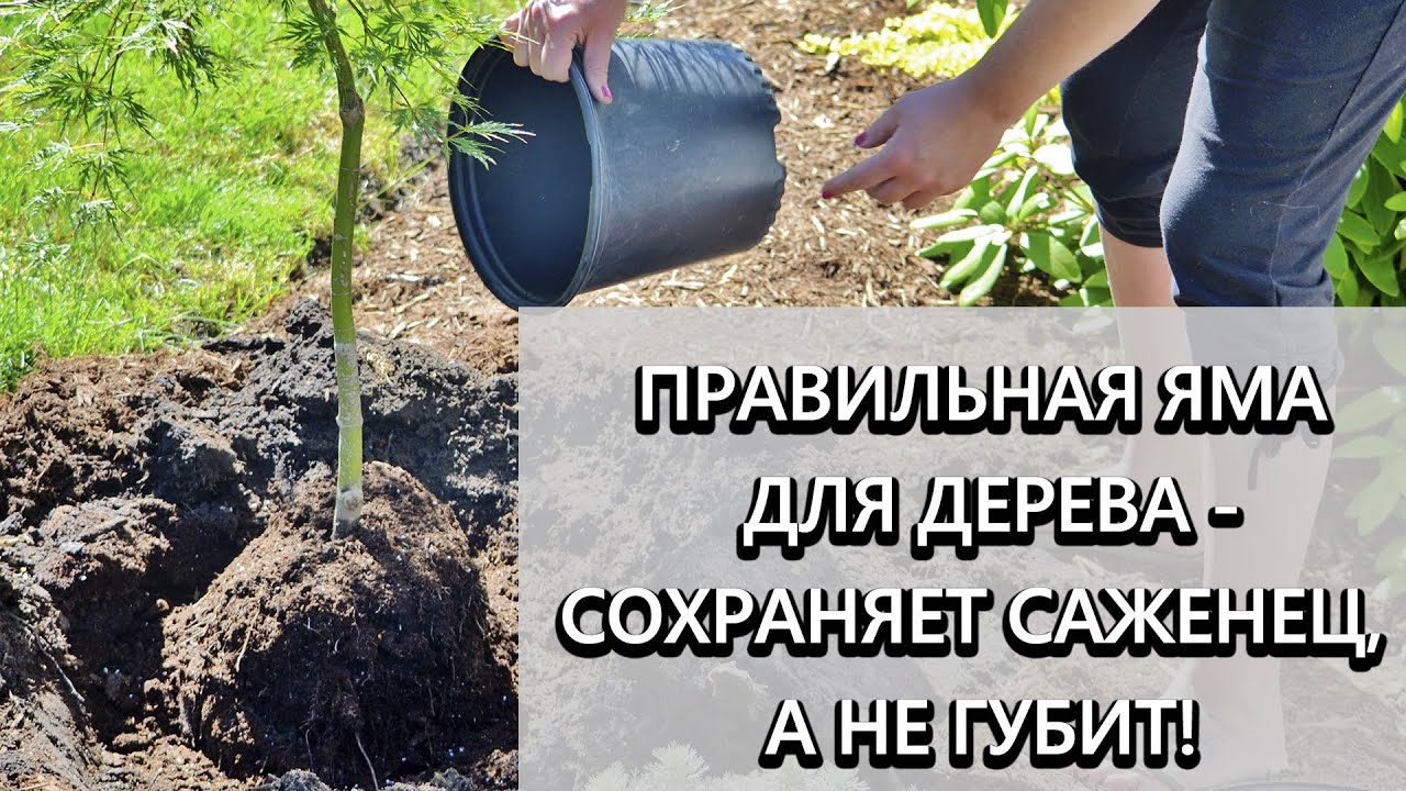 Когда сажать осенью деревья? Какого размера должна быть яма?