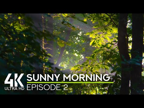 Cheerful Bird Songs for Good Mood & Inspiration - 4K Sunny Morning in North Caucasus Forest - #2