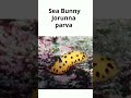 Sea Bunnies: Facts and Trivia
