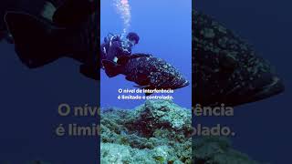 📍 Ilhéus das Formigas: um lugar onde o oceano pode prosperar.