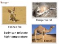 Desert Adaptations and Survival Strategies