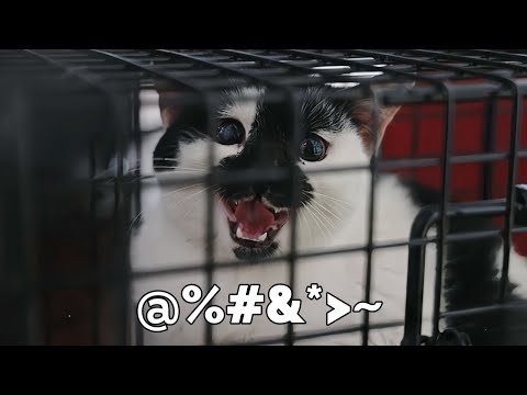 肥嘟嘟小熊貓因貪吃被逮，一路口吐芬芳罵得很髒｜李喜猫