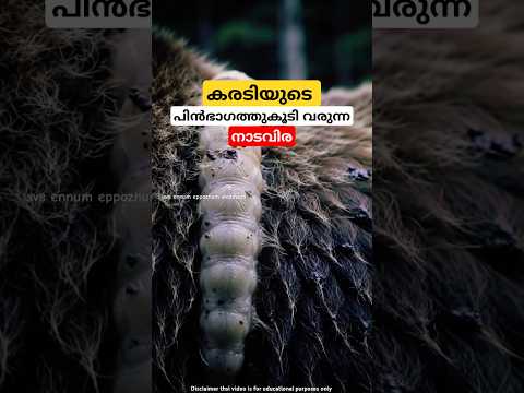 കരടിയുടെ പിന്നിൽ നിന്നും നാടവിര പുറത്തുവരുന്നു bear tapeworm