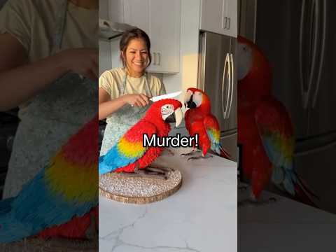The Parrot Thought It Was a Crime Scene!Murder!😂😅 CALL THE POLICE! — Parrot 2025😂