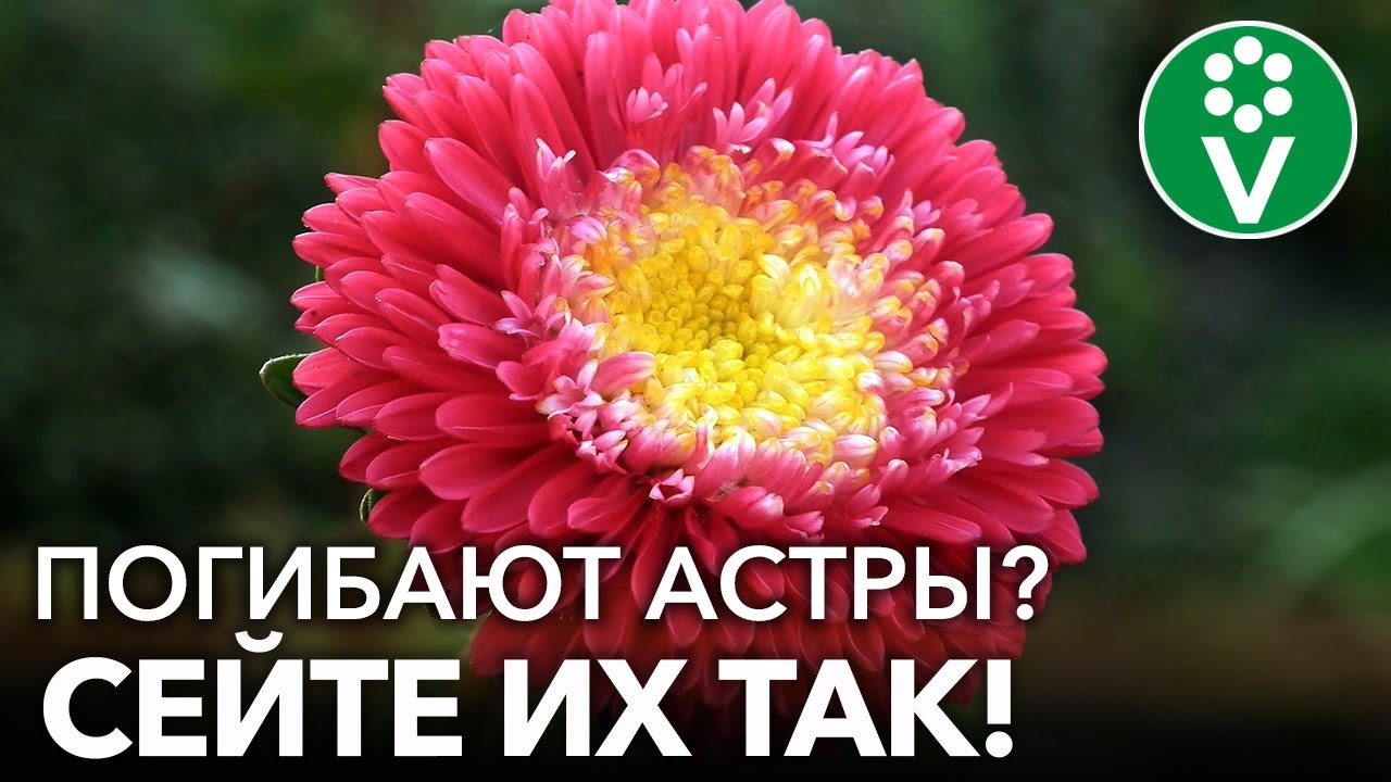 Астра вырастет даже у новичков, если следовать этим простым советам биолога!