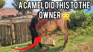 A camel did this to the OWNER😳