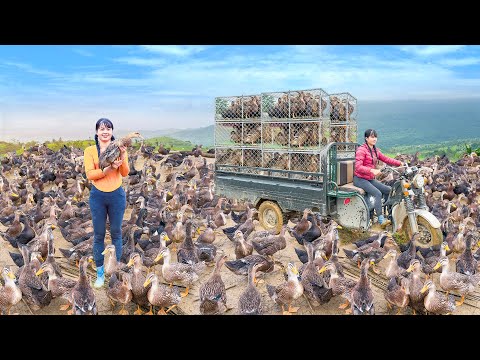 Harvesting Many Ducks And Use 3-Wheeled Truck To Transport Ducks Go To Market Sell - Free Bushcraft