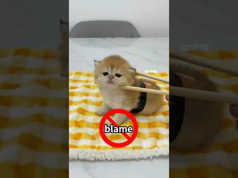 ⚠️You misunderstand 4 cat behaviours!💔🤯 #facts
