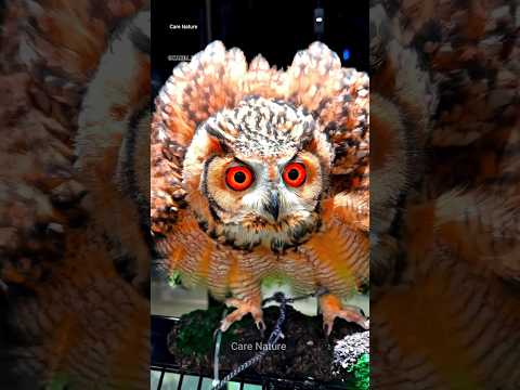 The SHOCKING Truth About OWLS Abilities Exposed