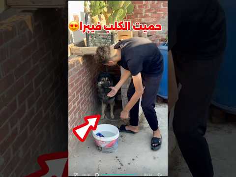 حميت الكلب فيبرا #محمد_الكويتي