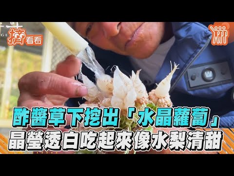 酢醬草下挖出「水晶蘿蔔」 晶瑩透白吃起來像水梨清甜｜TVBS新聞｜擠看看