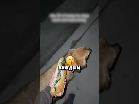 Когда фантазия важнее настоящего поводка🤯