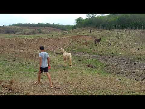 chegando na roça pra pegar um cavalo branco