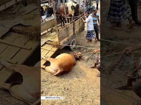 একটু ভুলে অনেক বড়ো ক্ষতি হয়ে গেলো ♥️#youtubeshorts #youtube #viralvideo #video #foryou