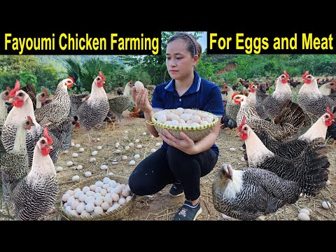 Fayoumi Chicken Farming for Eggs - How to Start a Business Fayoumi Chicken Farm - Chicken Farming