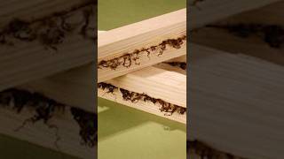 I Melted Wood With Friction