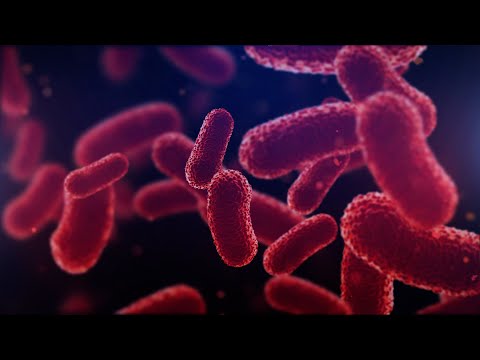 LEGIONELLA, un batterio da conoscere: dove e come si diffonde, le precauzioni, il monitoraggio
