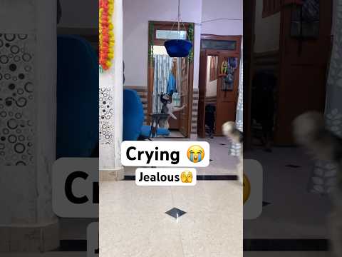 Why my Huskies Getting Jealous #shorts #dog #trendingsong