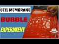 Exploring the Cell Membrane Bubble Experiment