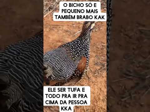 Baiacu da terra