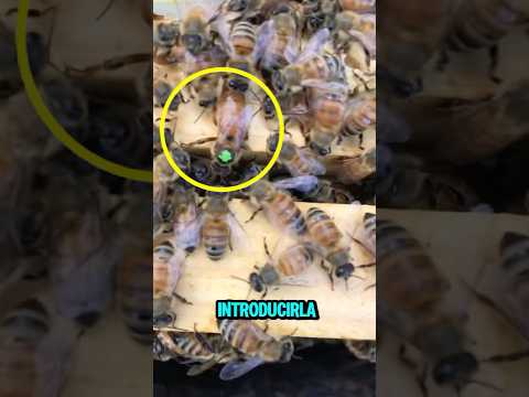 La Abeja Reina fue rechazada por la Colmena