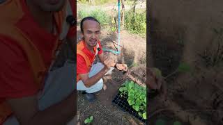 ไก่ สมปอง อุมา