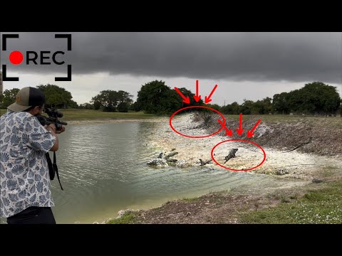 Massive iguanas Take over Peninsula during lightning Storm! Bounty hunting iguanas and Cooking Them!