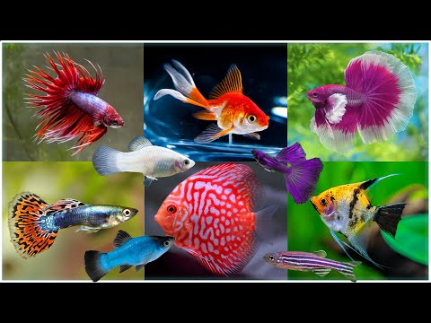 Best Aquarium Fish Breeds - Neon Tetra, Betta, Guppies, Angel, Mollies, Platies & Goldfish