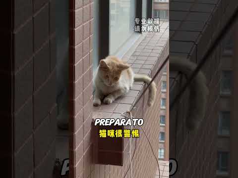 Salvare un Gatto dal Saltare da un Edificio di 30 Piani 💔