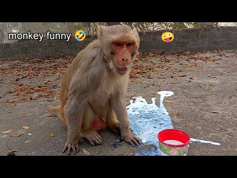 monkey bimar Ho Gaya 🤒 #monkey #monkeyvideo #funny #funnyanimals #funnycomedy #monkey