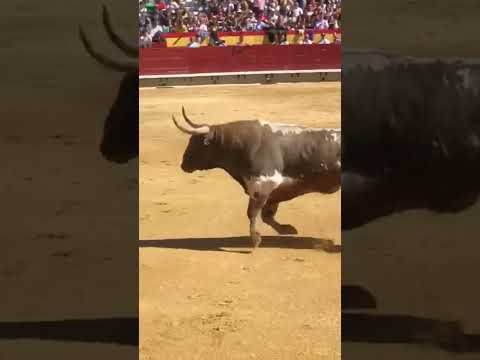 ?SALTA UN ENORME TORO BRAVO CON LOS PIES ATADOS? (Valencia)