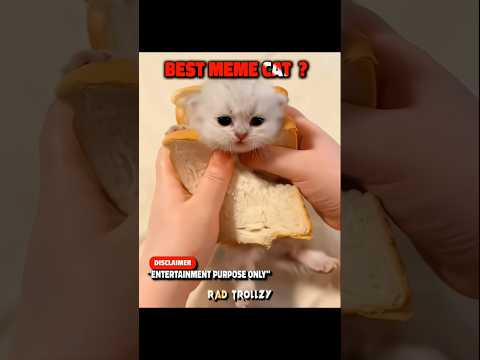 Best Meme Cat ? 💀🤣.. #trollface #edit #shorts