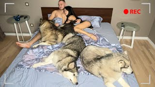 What Sleeping With Three Snuggly Huskies Is Like