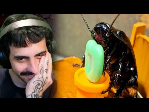 as baratas acabaram com minha vida