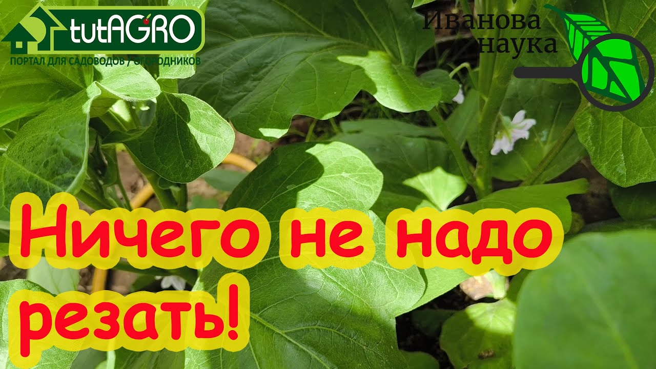 Самая страшная болезнь томатов, баклажанов и огурцов! У меня ее нет и не будет и вот почему.