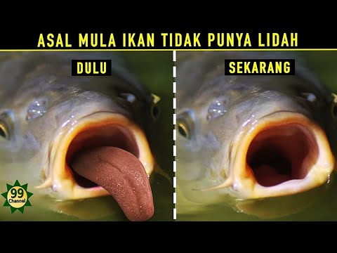 DULU BISA BERBICARA !! HIKMAH DIBALIK ALLAH MENCABUT LIDAH IKAN