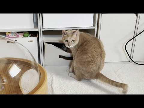 入れないところに上手に入る猫とそれが気になる猫