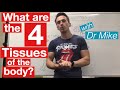 Understanding the Four Tissues of the Body