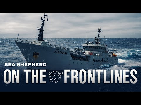 Inside the Fight: Captain Alex’s Frontline Update on Defending Marine Life