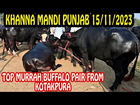 TOP MURRAH BUFFALO PAIR FROM KOTAKPURA AT KHANNA MANDI PUNJAB