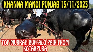 TOP MURRAH BUFFALO PAIR FROM KOTAKPURA AT KHANNA MANDI PUNJAB